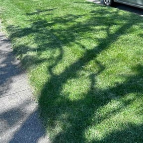 grass maintenance by Bishop Elite Services reviewed on October 2, 2024