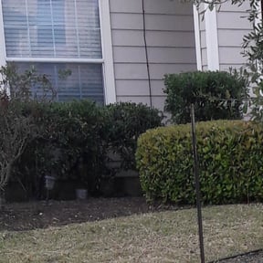 Bush Trimming by Central TX Services reviewed on August 16, 2025
