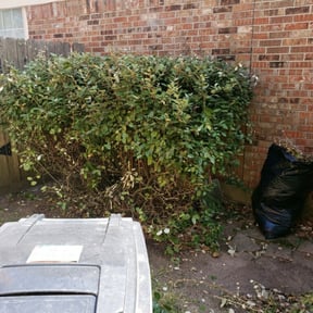 Bush Trimming by Cardos Services LLC reviewed on August 18, 2025