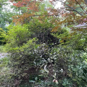 Bush Trimming by Just us landscaping LLC reviewed on August 19, 2025