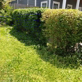 Bush Trimming by Rusted Vine reviewed on August 17, 2025