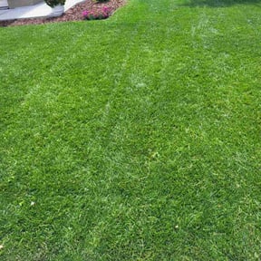 Weeding by N.A.L Landscaping and Services LLC reviewed on August 21, 2025