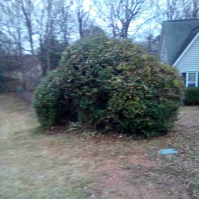 Bush Trimming by Earths Etiquette reviewed on August 19, 2025