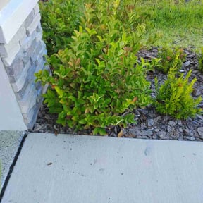 Flower Bed Weeding by Cocoa Beach Lawn LLC reviewed on October 22, 2025