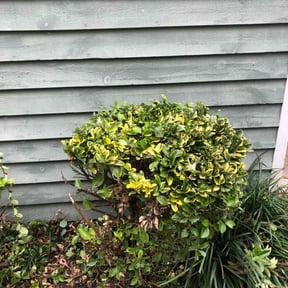 Bush Trimming by Tony’s Lawn Care reviewed on August 16, 2025