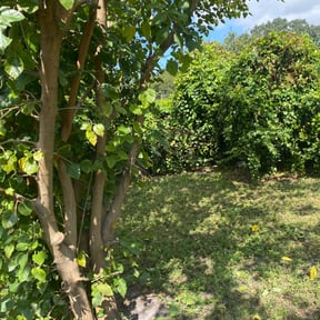 Bush Trimming by Public service pros LLC reviewed on August 21, 2025