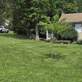 turf care by Stanfield &amp; Sons, Inc reviewed on August 18, 2025