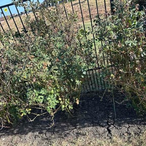 Flower Bed Weeding by Port City Mowing reviewed on August 15, 2026