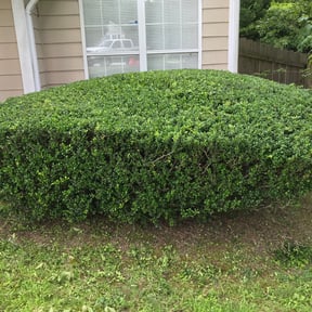 Bush Trimming by Farmer’s landscaping reviewed on August 20, 2025