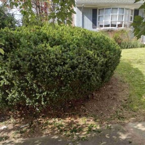 Bush Trimming by D1B Just Cut It reviewed on June 19, 2025