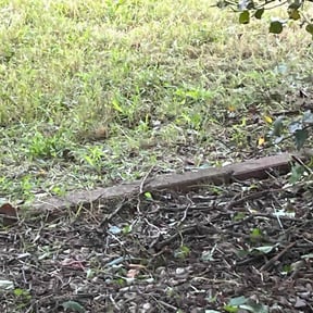 Flower Bed Weeding by Isaiah mendoza reviewed on October 23, 2025