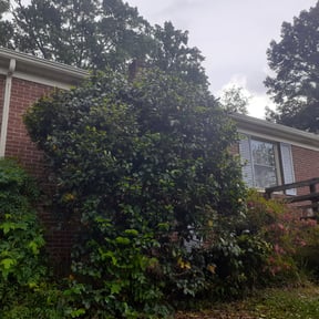 Bush Trimming by Jordan's Lawn Service reviewed on August 16, 2025