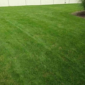 yard care by House of Beauty Lawn Care reviewed on August 18, 2025