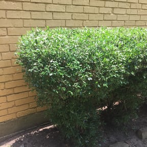 Bush Trimming by Felicianos Lawn Maintenance LLC reviewed on August 21, 2025