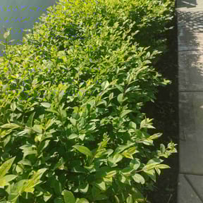 Bush Trimming by Sarmientos Landscaping reviewed on August 20, 2025