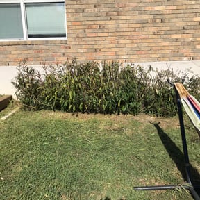 Bush Trimming by Jeremy's Lawn Maintenance LLC reviewed on August 19, 2025
