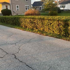 Bush Trimming by Kingdom Men Lawncare & Landscaping reviewed on August 20, 2025