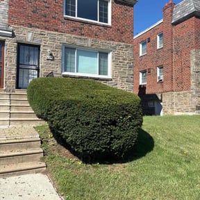 Bush Trimming by 8 Point Services LLC reviewed on October 21, 2025