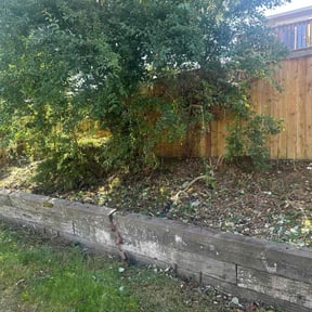 Bush Trimming by Joseph Fullner reviewed on November 24, 2025