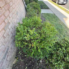 Bush Trimming by McGee Pro reviewed on September 13, 2026