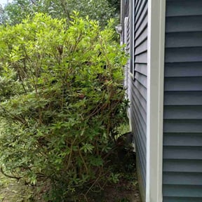 Bush Trimming by Diego Mojica Lawn Care reviewed on August 21, 2025
