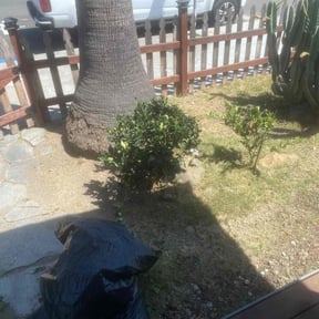 Bush Trimming by Solis lawn care reviewed on August 21, 2025