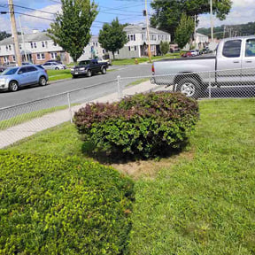 Bush Trimming by D&amp;C landscaping&amp; plowing service reviewed on September 2, 2026