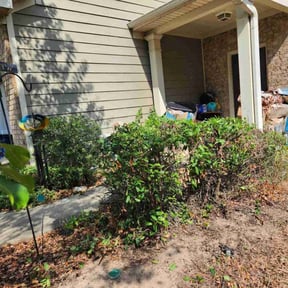 Bush Trimming by Salvus Lawncare reviewed on November 24, 2025