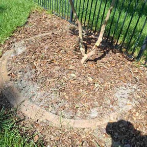 Flower Bed Weeding by Doctor Lawn Care reviewed on July 30, 2026