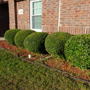 Bush Trimming by Pete's Lawncare reviewed on August 21, 2025