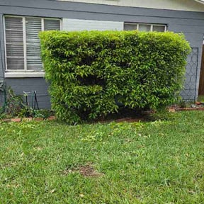 Bush Trimming by Douglas Lawn care reviewed on April 13, 2026