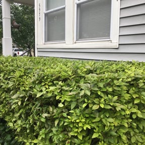 Bush Trimming by Dads Lawn Services reviewed on August 18, 2025