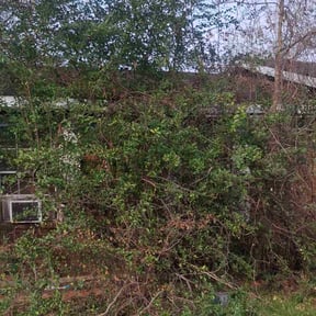 Bush Trimming by Go Green Lawn Services reviewed on January 6, 2026