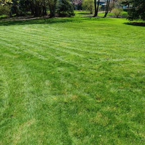 turf maintenance by Nature's Canvas reviewed on May 10, 2024