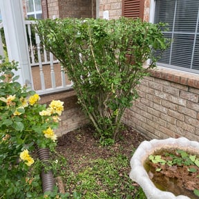 Bush Trimming by Quality Care Lawn Care Service Co reviewed on August 16, 2025