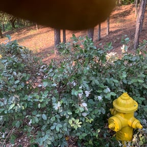Bush Trimming by Bunton Lawn Care reviewed on August 21, 2025