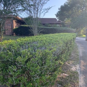 Bush Trimming by Lawn pros reviewed on August 15, 2025