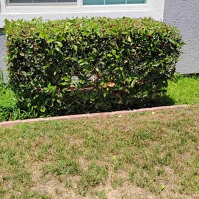 Bush Trimming by Universal services rcr LLC reviewed on August 19, 2025