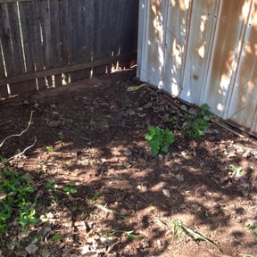 Bush Trimming by SolidDustLawns LLC reviewed on August 17, 2025