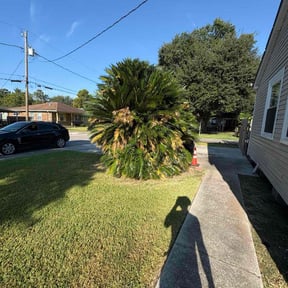 Bush Trimming by Alpha Turf Control reviewed on October 24, 2025