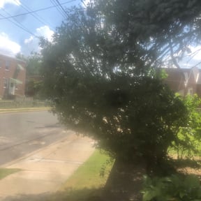 Bush Trimming by Use more services reviewed on August 17, 2025
