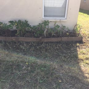 Bush Trimming by Majesty Services reviewed on August 16, 2025