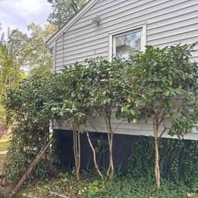 Bush Trimming by Harry&#039;s landscape reviewed on November 10, 2025