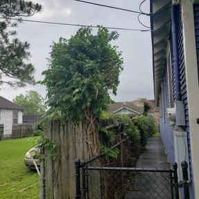 Bush Trimming by Conner Meadows reviewed on August 20, 2025