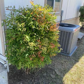 Bush Trimming by Lampkin Lawn & More reviewed on August 21, 2025