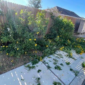 Bush Trimming by Aquino’s Landscape reviewed on December 3, 2025