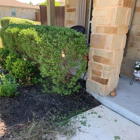Bush Trimming by E-MACULATE LAWN CARE LLC reviewed on August 17, 2025