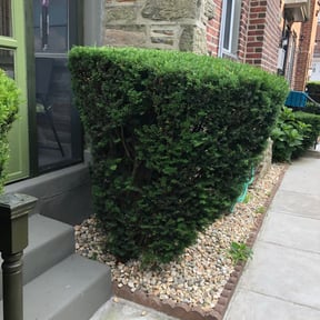 Bush Trimming by 4STAR Lawn Care reviewed on August 17, 2025