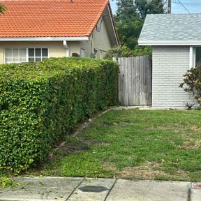 Bush Trimming by D-Line Lawns and More reviewed on November 22, 2025