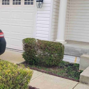 Bush Trimming by Lawncare reviewed on August 20, 2025